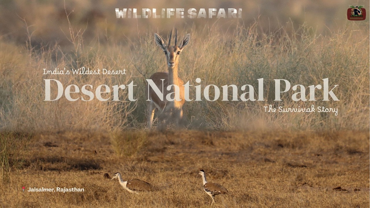 Inside Desert National Park | Rare Wildlife of Rajasthan&rsquo;s Thar Desert | Bustard, Vultures & More