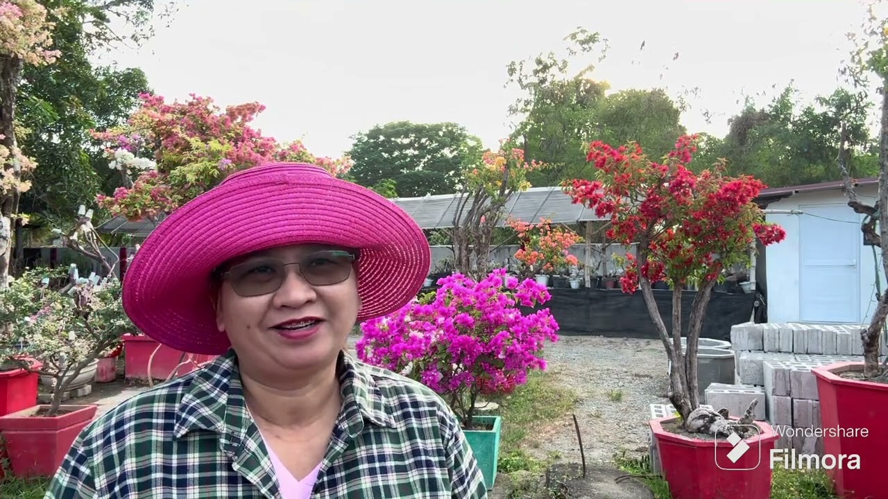 MONO GRAFT | SINGLE VARIETY | GRAFTED BOUGAINVILLEA | ROYALE GARDEN | SAN MIGUEL BULACAN