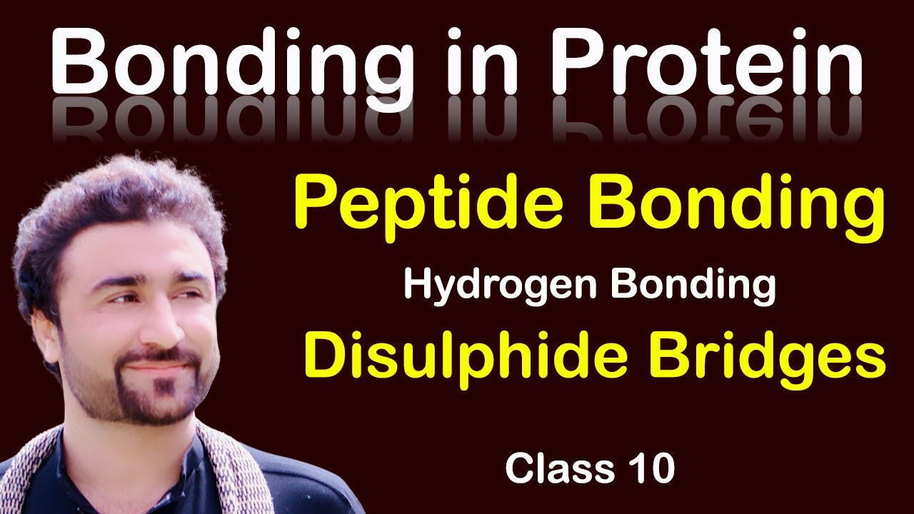 Bonding in Proteins