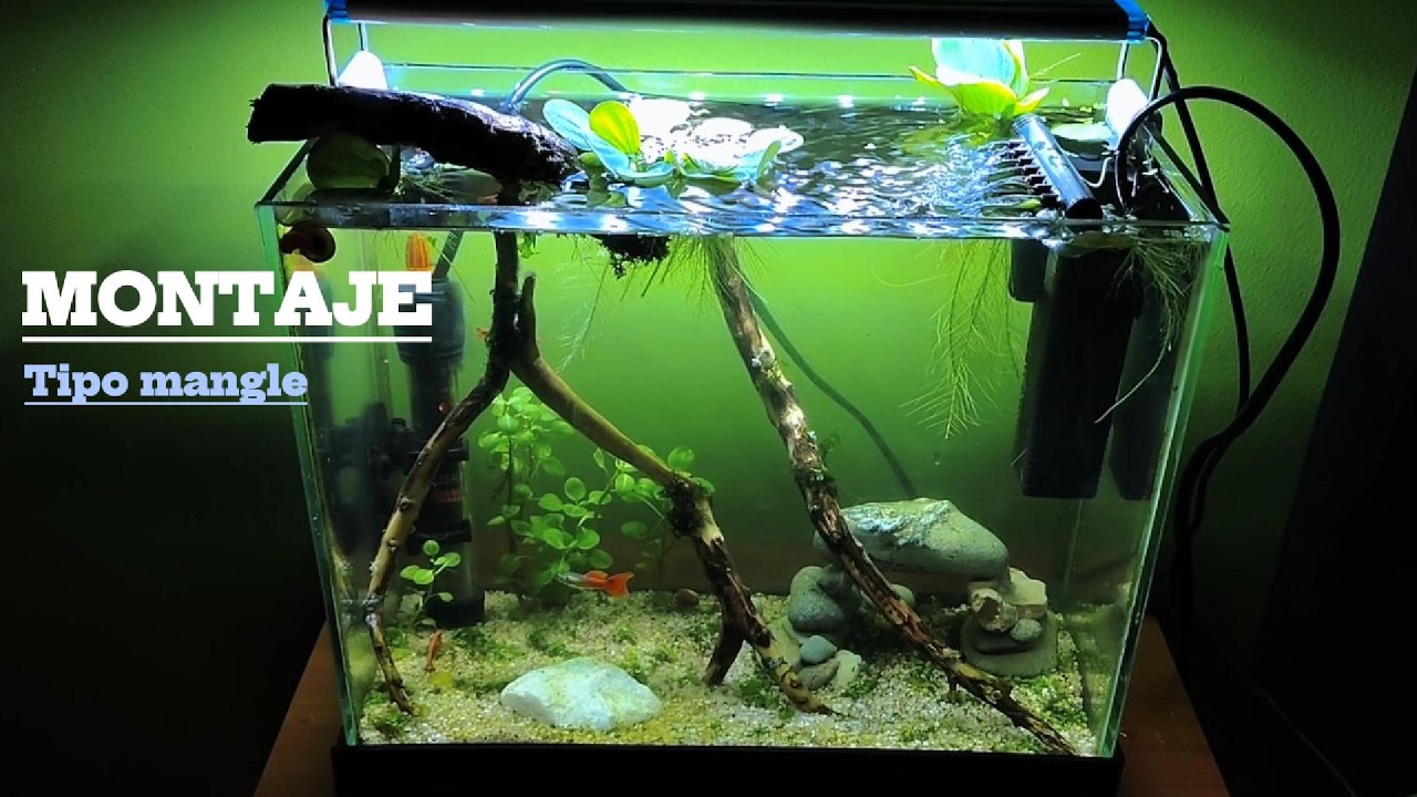 Acuario con temática de mangle 🌱 | Montaje natural