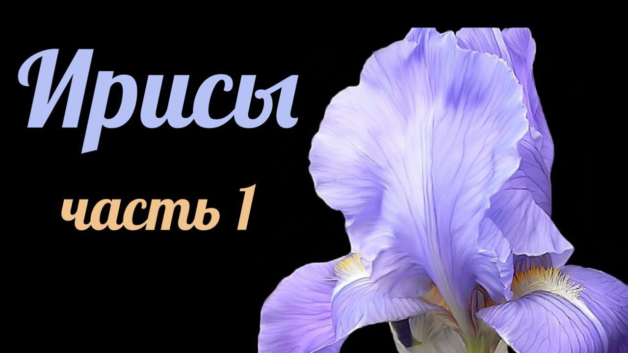 Ароматы с нотой ИРИСА - Часть 1 - 18 ароматов, которые ушли из коллекции
