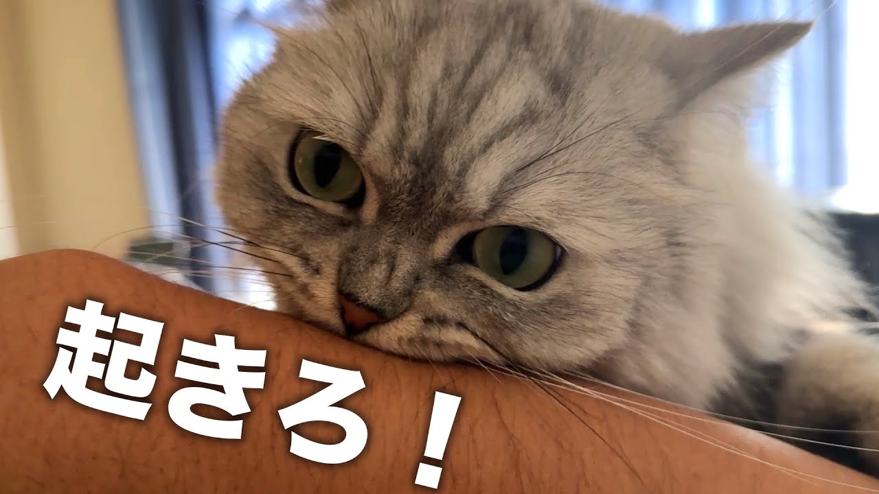 昼寝してたら猫に叩き起こされた