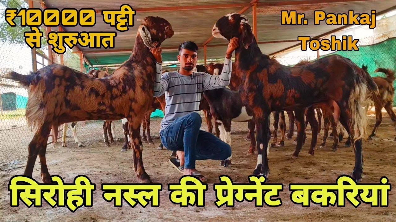 ₹10000 पट्टी से शुरुआत! सिरोही नस्ल की प्रेग्नेंट बकरियां! at visit Pk goat farm Ajmer