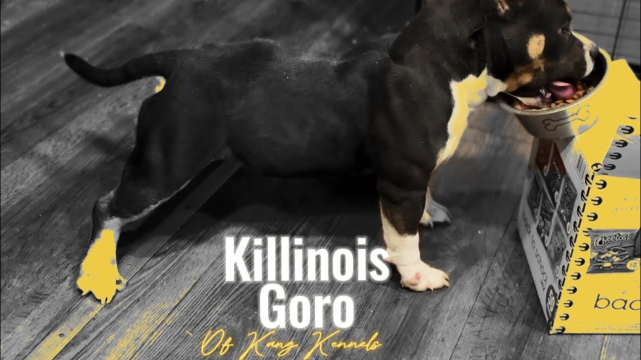 American Bully Puppy Goro now of Kang Kennels, Son of Master Po, produced by Killinois Kennels. 