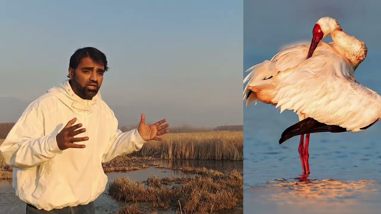  Shallabugh Turns Into a ‘Bird City’! 2.5 Lakh Migratory Birds Storm Kashmir’s Largest Wetland.
