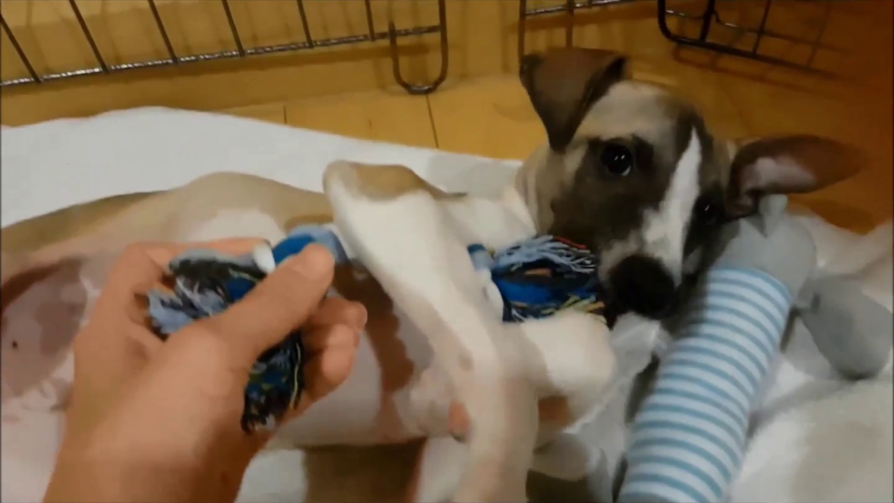 Sylvi the Whippet puppy first day at her forever home