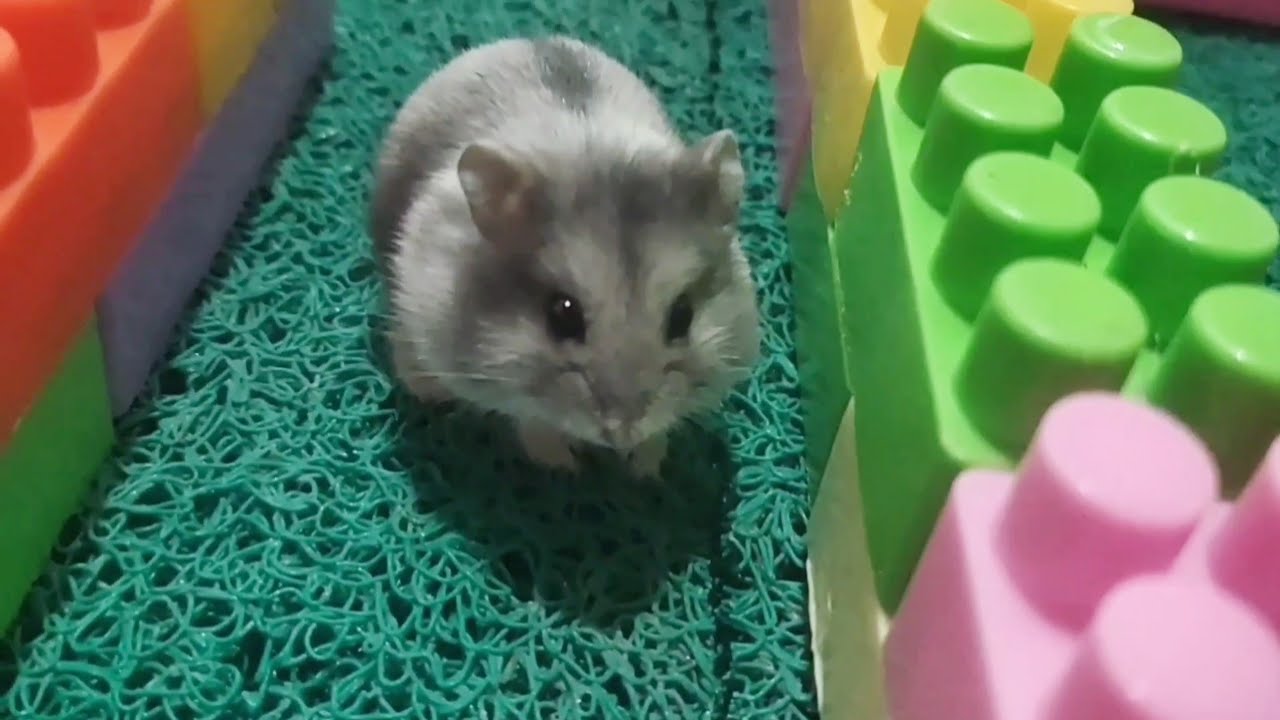 I was very happy when I saw a cute hamster 🐹#hamsters #pets #cute #animals #funny #funnyhamster