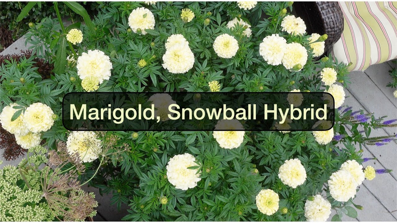 Marigold, Snowball Hybrid, Growing Tips