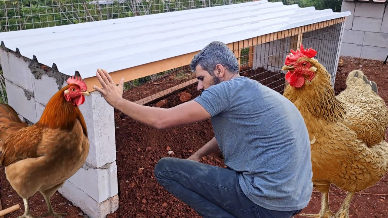 اخيرا بيت الدجاج صار جاهز بأرخص تكلفه