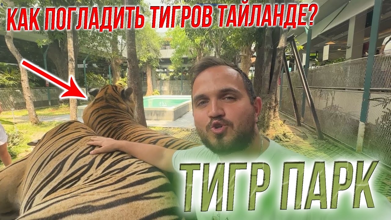 ТИГРЫ в ПАТТАЙЕ: Погладить и Обнять Хищника Tiger Park Pattaya  ВСЁ что нужно знать перед посещением