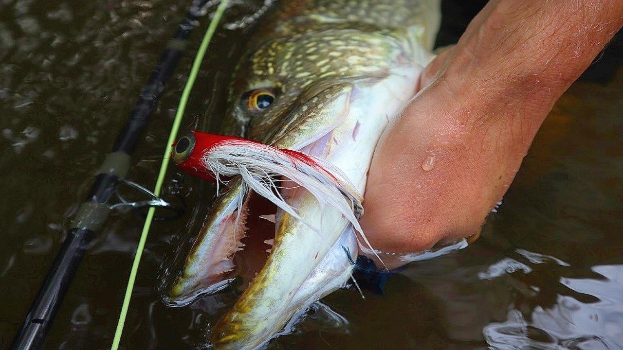 Fly Fishing New Flies for Big Pike