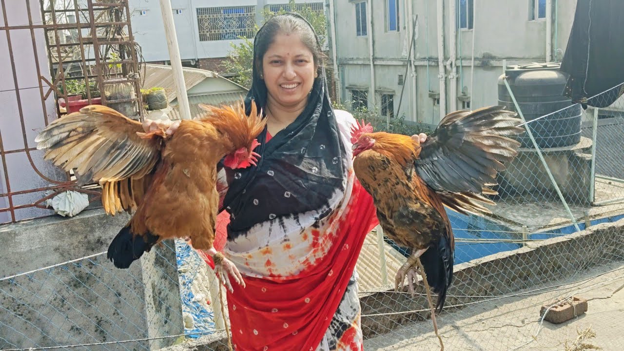 আজ বাজার থেকে জোরা দেশি মোরগ নিয়ে এলো। Bangladeshi simple village life!