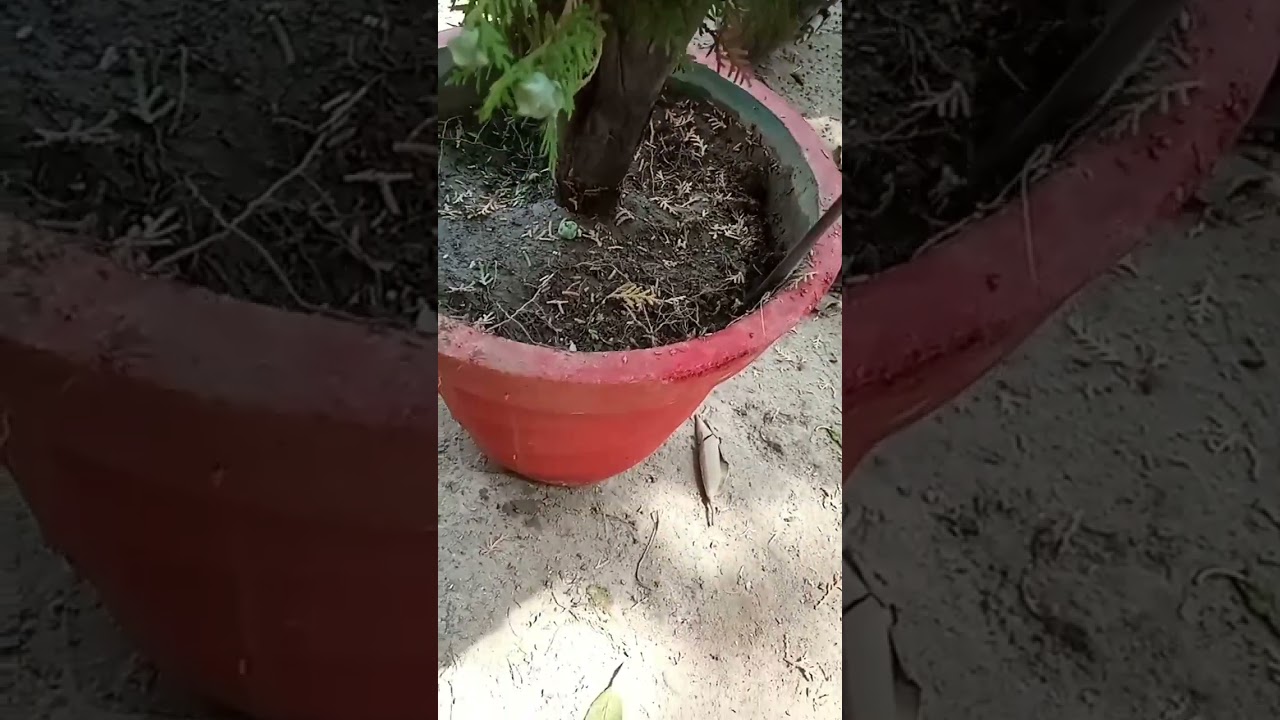 HOW SHIFT BIG SIZE PLANT FROM SMALLER POT to LARGER POT