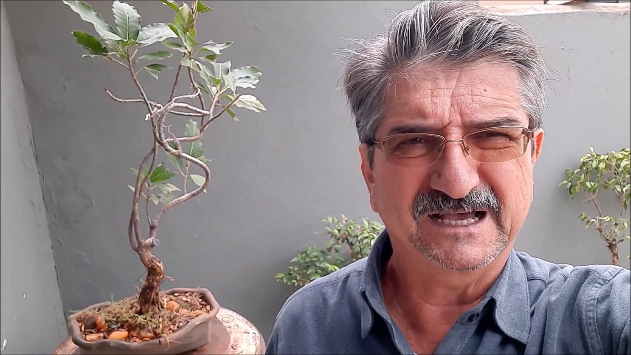 BONSAI DE FIGUEIRA NATIVA CUIDADOS By FARINA