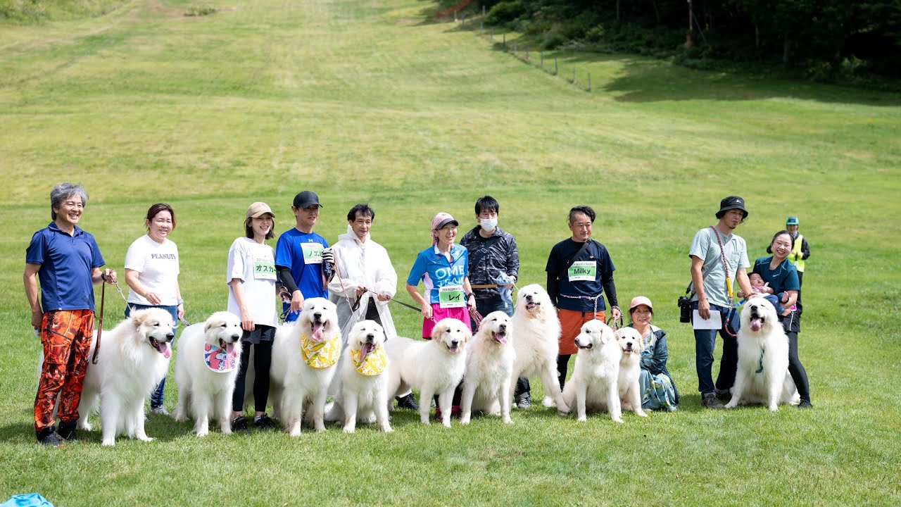 第9回NAGANO Jr TRAIL RUN 2024 三部作〜②ドッグトレイルラン編〜 グレートピレニーズ　Great Pryenees