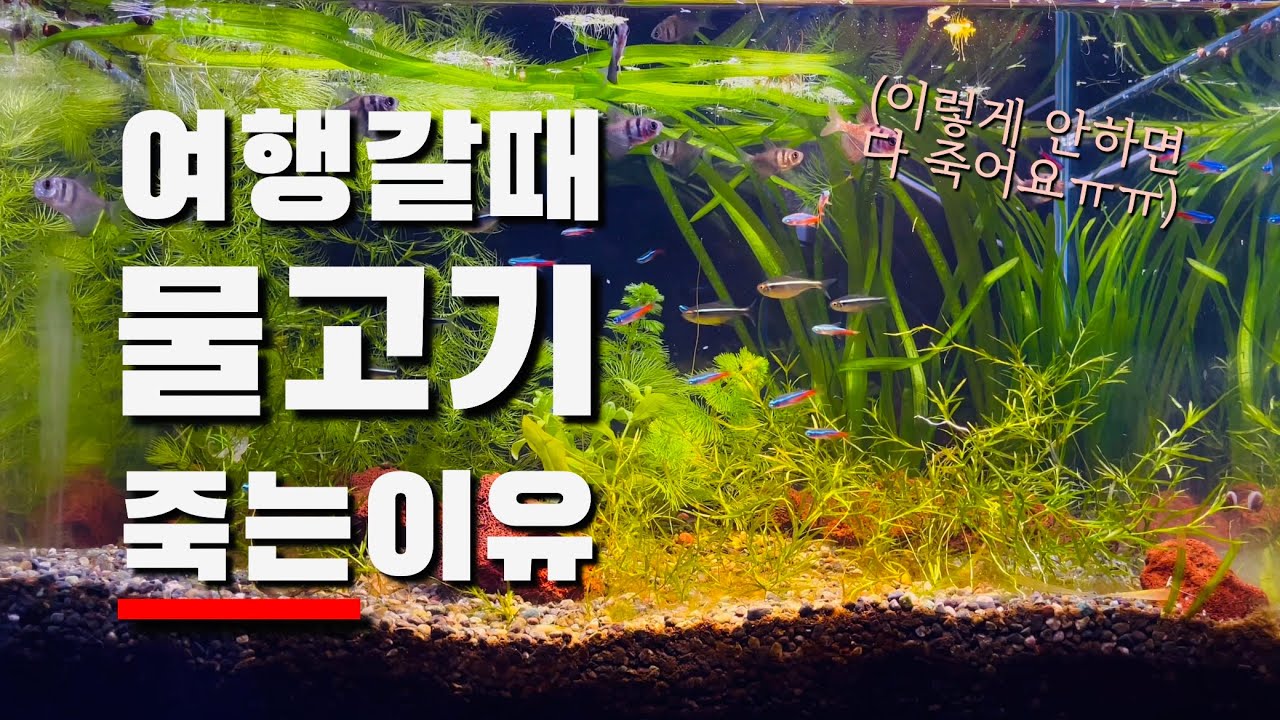 물고기 키우는데 여행갈때는 어항 어떻게 해야할까?(구피, 베타, 테트라, 금붕어)