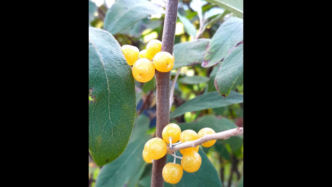 Geelvruchtige Olijfwilg, Elaeagnus umb. 'Amber'