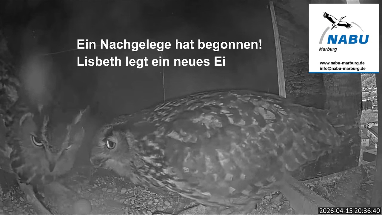Unerwartete Wendung: Lisbeth legt erneut ein Ei!