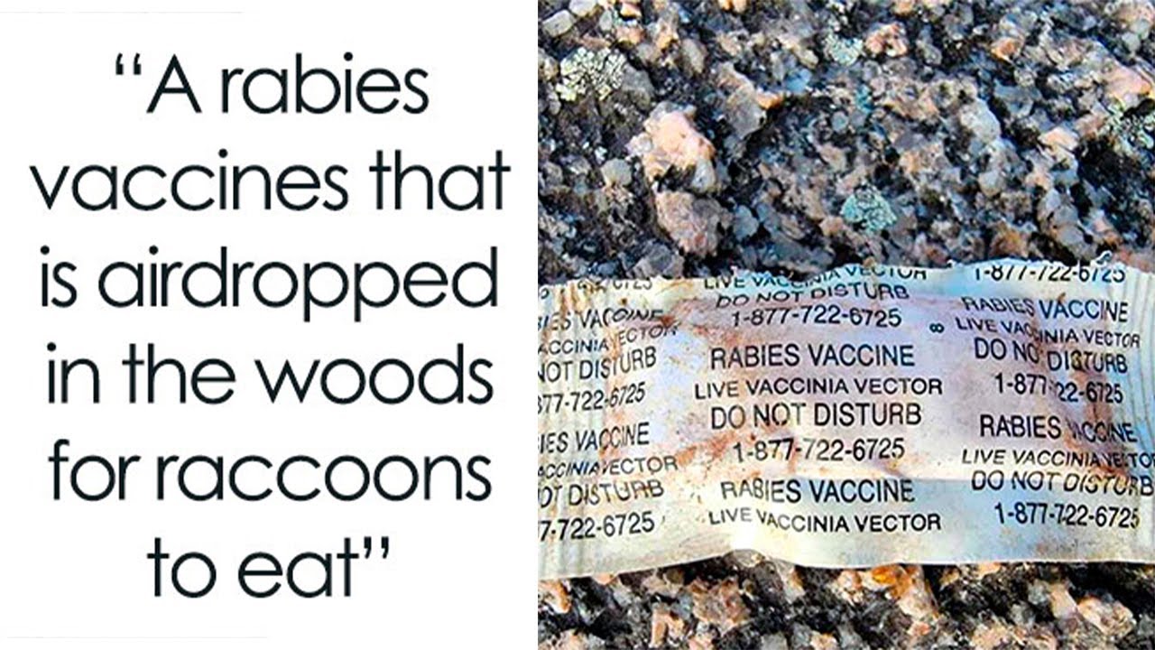 The Strangest and Most Fascinating Discoveries People Have Made in the Forest (New)
