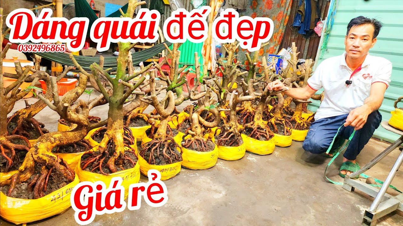 11/3 A Hiếu 0392496865 phôi mai bonsai dáng quái đế nôm đẹp giá rẻ |MaivàngThanhTâm
