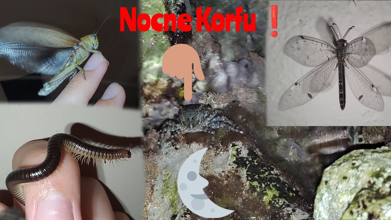 Karmiłem Dzikie Kraby❗🍎 Wieczorne i Nocne Zwierzęta na Korfu🦗🦀