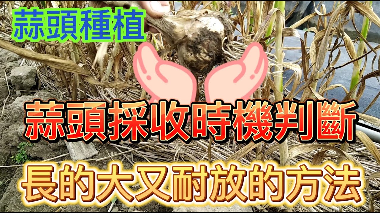 [蒜頭種植]05 蒜頭採收 蒜頭生長過程既像青蔥 更像洋蔥的綜合版 如果會種植青蔥跟洋蔥 那蒜頭就更簡單了