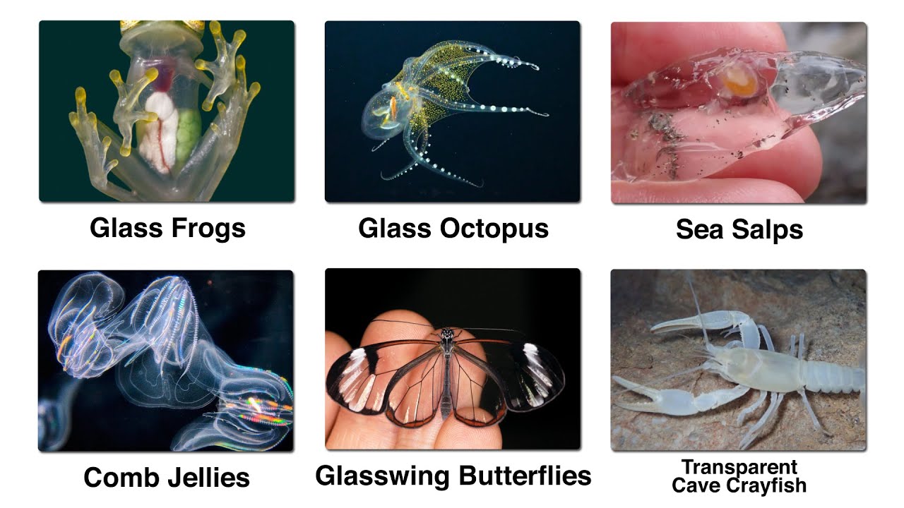 Every Weird Transparent Creatures Explained 