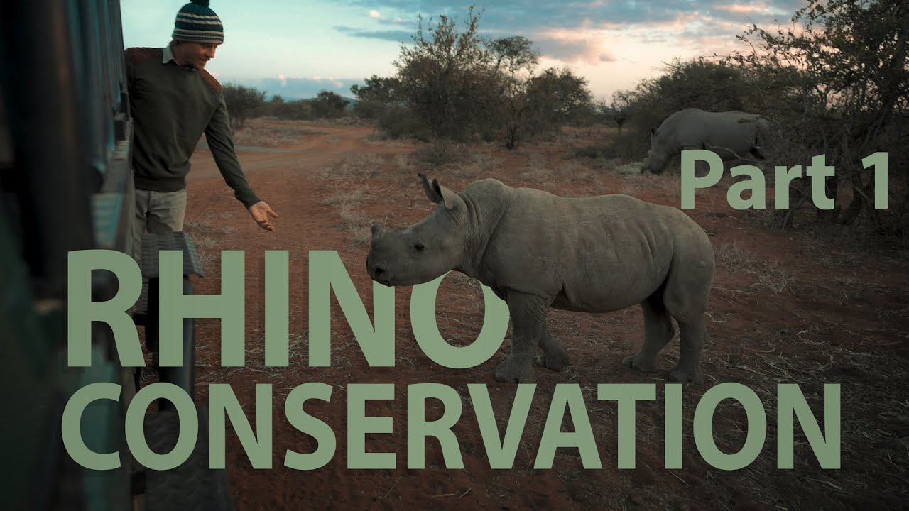 Rhino Conservation in South Africa