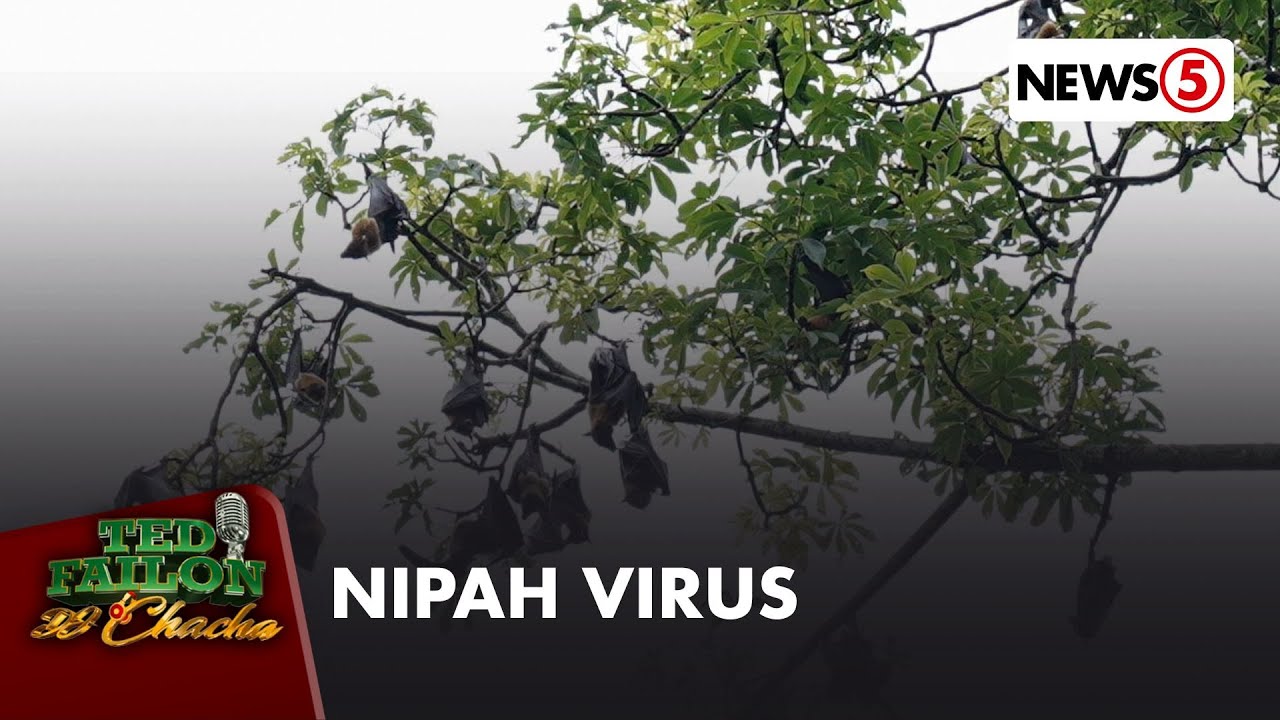 Ano ang Nipah virus? | Ted Failon & DJ Chacha