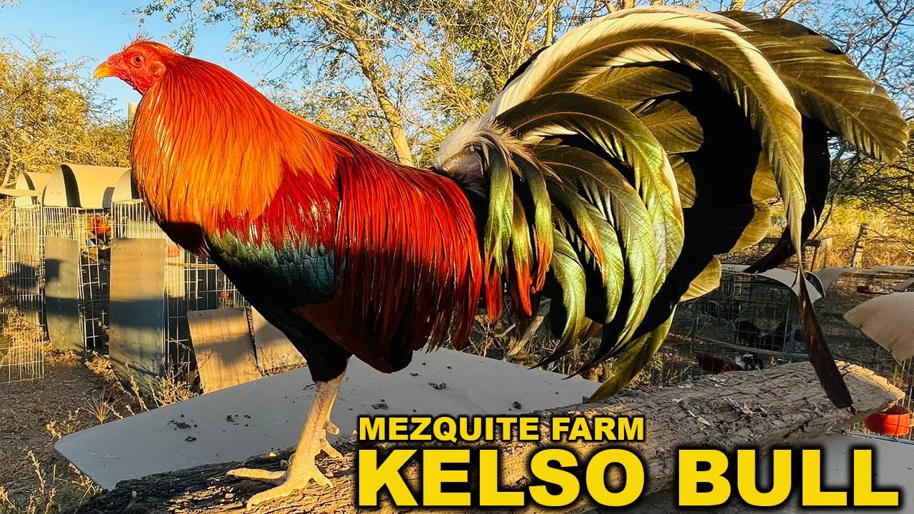 Pure Kelso Sweater Albany Spangled MEZQUITE FARM Jalisco  Mexico