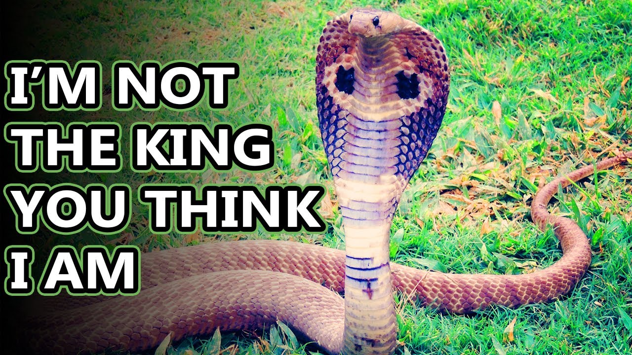 Cobra facts: well most of them anyway | Animal Fact Files