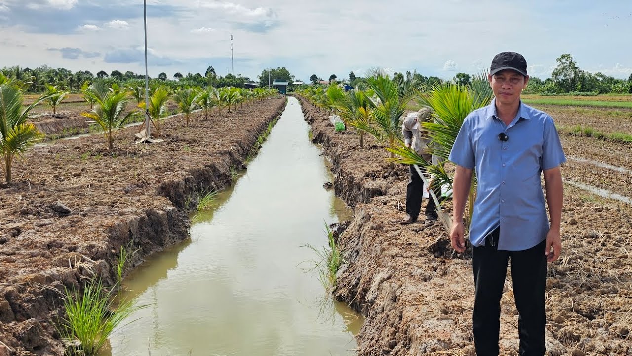 Kĩ thuật trồng dừa đỏ mã lai siêu trái  cây lở
