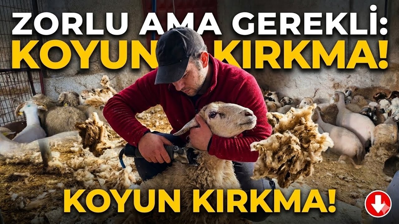 BABAMLA İLK DEFA BU KADAR ZORLANDIK! 😱 2026 KURBANLIKLARIN HALİ...