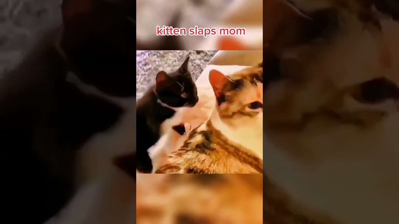 Kitten Slaps Mom #cats #shorts