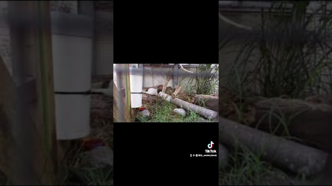 Stop neglecting your button quail!!! Read pinned comment for care guide.