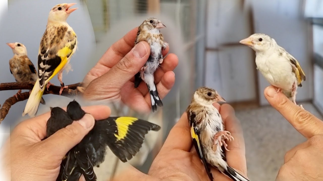 Первые в наличии щеглы в этом году 🦅🐥🦅🐥