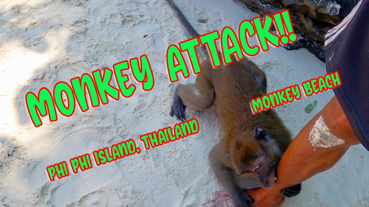 Monkey attacks in Phi Phi Monkey Island Thailand