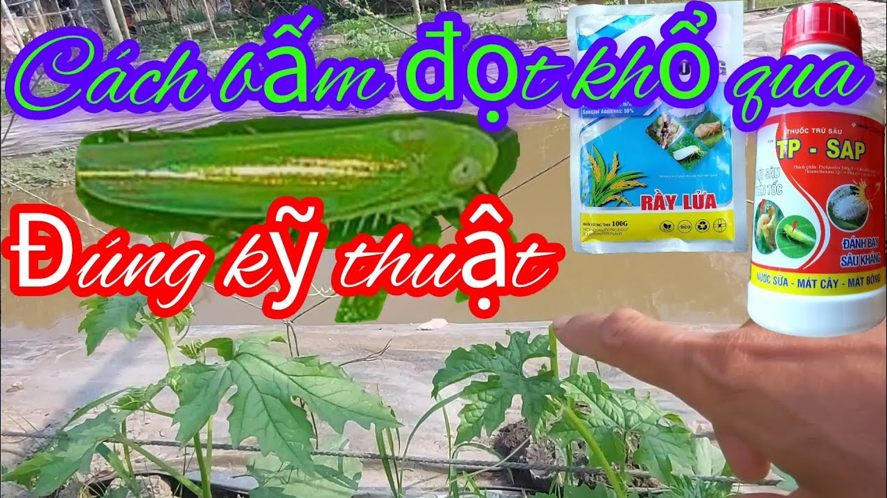 cách bấm đọt khổ qua đúng kỹ thuật. phân thuốc dùng cho khổ qua