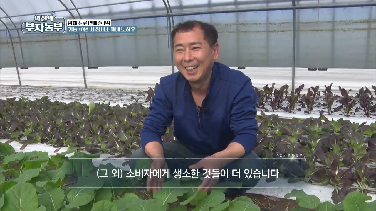[137회] 10여 가지 '쌈채소' 365일 생산해 연매출 1억 원 달성!