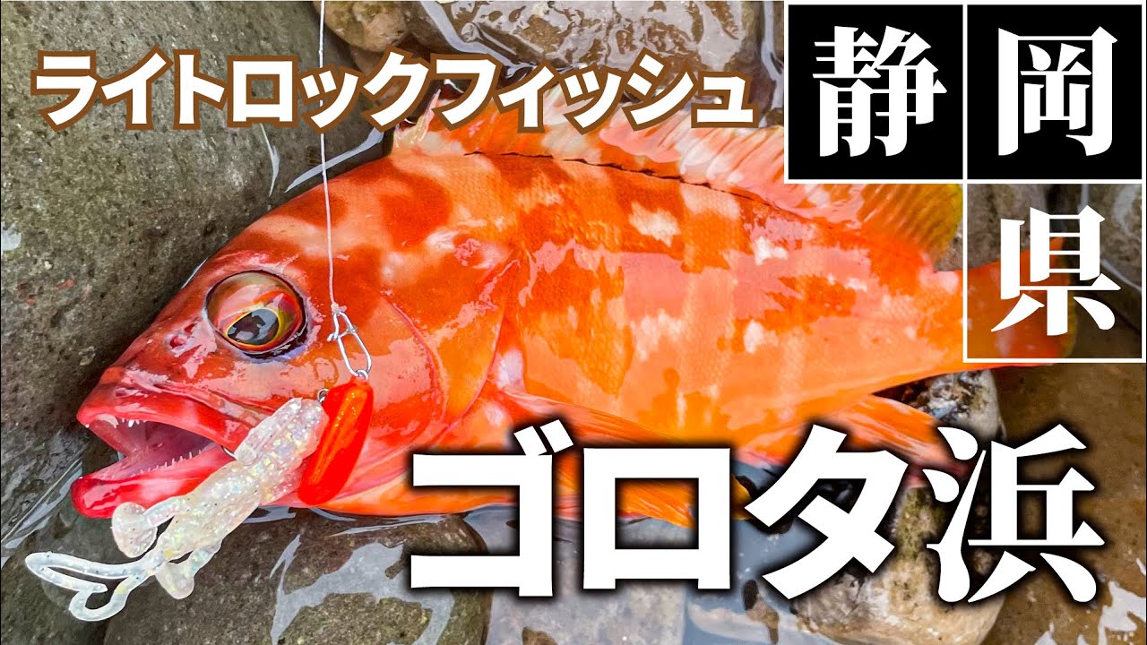 【ロックフィッシュ】タックル１本で行く、ライトロックフィッシュゲーム ｜USHIO岸｜ 長坂隆矢