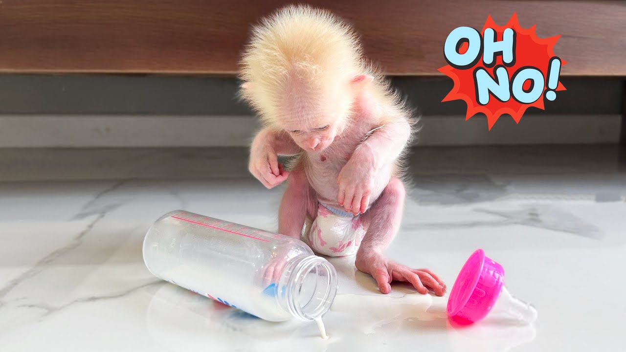 Monkey Baby Molly feels sad when Dad is stressed by her mischief