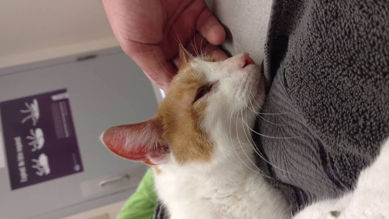 Tango cat put down :(