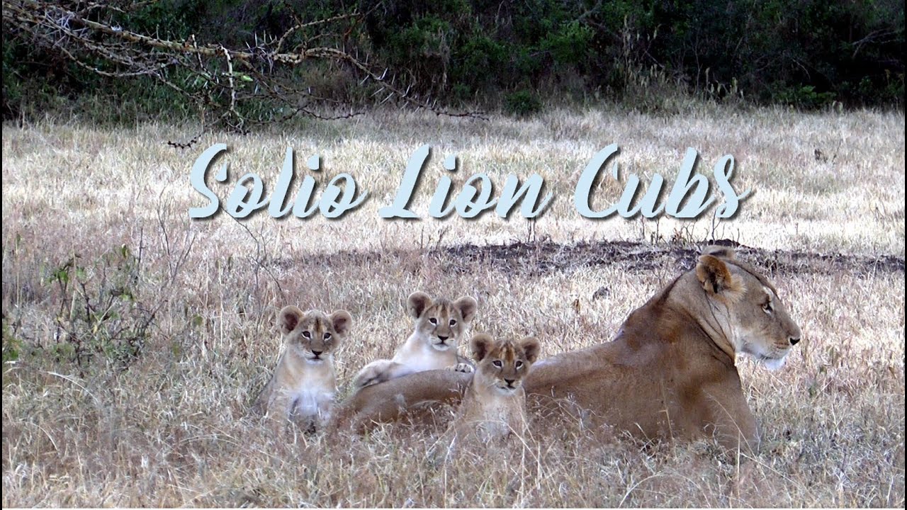 Solio Lion Cubs