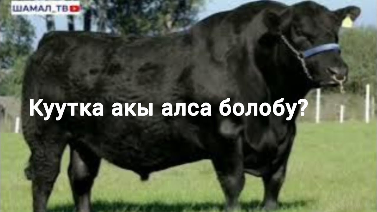 Малды качырып берүүдө акы алса болобу?