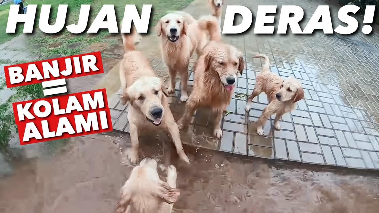 SNOWA, ANAK DAN CUCUNYA KESENENGAN UJAN