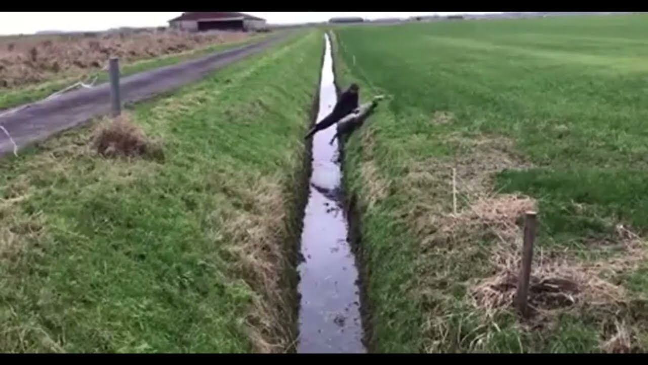Rescued Sheep Jumps RIGHT BACK Into the Ditch 😂🐑 (You Won't Believe It)