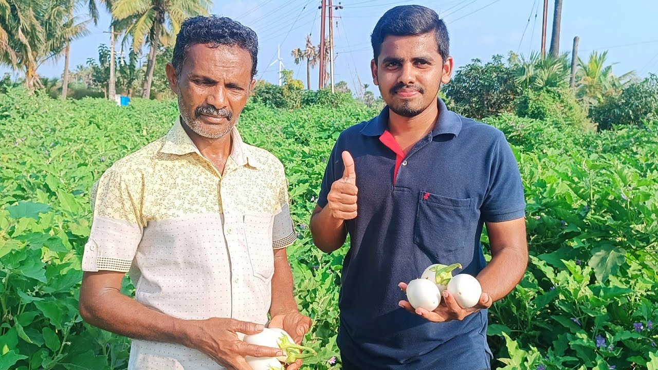White Brinjal 🌱❤  | Hindustan Brinjal Grafting Nursery | Mr.Ramesh - 9585706969 | @muppogam