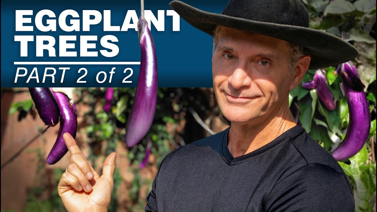 Simple Grafting Method Makes SUPER Eggplants