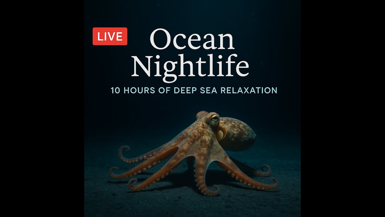 10 Hours Ocean Reality Live – Deep Sea Relaxation • Sleep • Study • Meditation (4K)