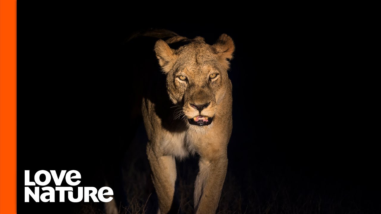 Lions and Leopards on the Hunt at Night